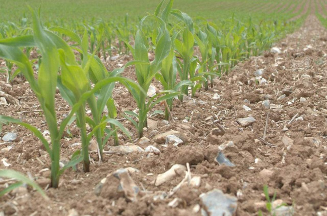 玉米如何高产栽培，种植技术要点有哪些？